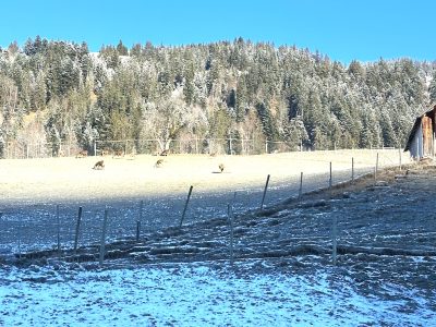IMG_2739 - copie